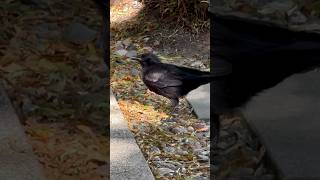 Crow Caching Cashews [upl. by Aer231]