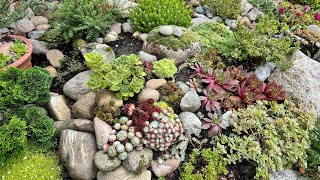 Каменная роза  молодило в моём саду 🌟 Sempervivum in meinem Garten [upl. by Gaidano]