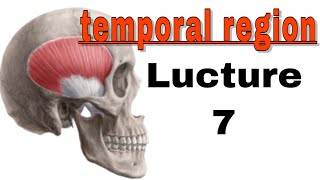 تشريح temporal region  مرحلة ثانية Infratemporalfossa [upl. by Aselehc42]