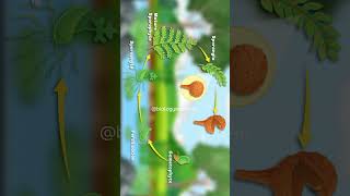 Fern Life Cycle Animation biology [upl. by Nerraw]