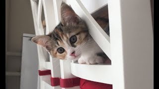 KEDİ GÜNLÜĞÜ  EVİMİZİN YENİ ÜYESİ ‘BALIM’  herşeyaşkla [upl. by Just]