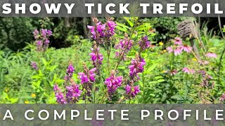 Showy Tick Trefoil  Native Plant Profile [upl. by Beverly]