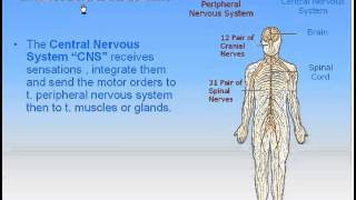 The Nervous System Part 1 Crash Course Anatomy amp Physiology 8 [upl. by Ynohtona]