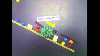 DNA replication Great Video [upl. by Aldos38]