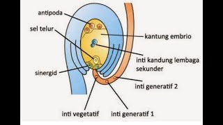 Pembuahan Ganda pada Angiospermae [upl. by Watkin764]