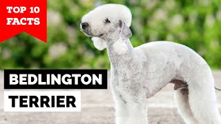 Bedlington Terrier  Top 10 Facts [upl. by Pearse]