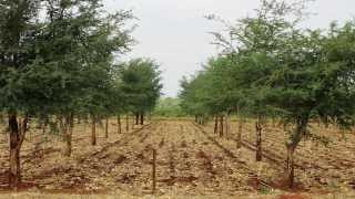 Regreening Africas landscape  Trees as natural fertiliser [upl. by Enimzzaj]