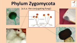 Zygomycota [upl. by Amesari633]