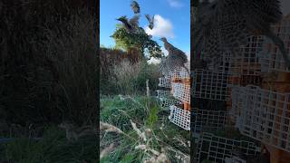 Releasing pheasants into the pen more info to come in a video soon keep an eye out gameshooting [upl. by Alahc]