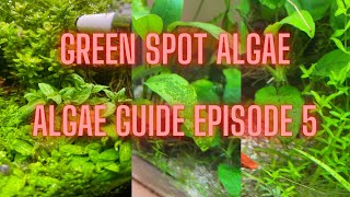 AQUARIUM ALGAE GUIDE Ep 5 Green Spot Algae  GSA [upl. by Sardse48]