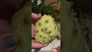 How To Tell When Your Cherimoya Fruit Is Ripe And Ready To Eat satisfying fruits shorts [upl. by Ariat218]