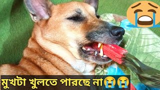 মুখে কিচ্ছু খেতে পারেন না 😭😭 BABUR ANEK KOSTO HOCHE😭🐕 😭dog streetdoghappylife doglover [upl. by Airamahs]