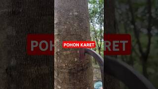 Pohon karet [upl. by Ardua]