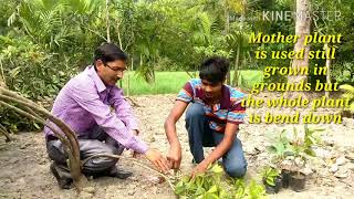 How the Sapodilla  Chikoo  Tree is Grafted  A Video directly from the Nursery [upl. by Ashien]