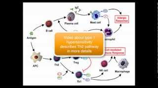 Immunology  Tcell Thelper cell part 45 [upl. by Hanschen]