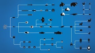 How Evolution works [upl. by Kayne]