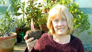 Amorphophallus konjac  Flowering Size At Last [upl. by Heringer]