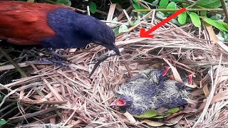 Greater coucal bird brings carnivorous baby foodbirds [upl. by Cointon9]