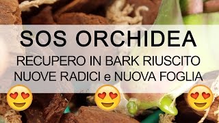 SOS ORCHIDEA  Recupero riuscito NUOVE RADICI [upl. by Chansoo707]