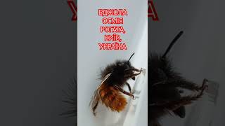 Бджола Осмія Рогата Osmia cornuta Навесні 2024р Female of Mason Bee Megachilidae Kyiv Ukraine [upl. by Johns559]