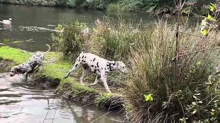 More adventures socialising my Dalmatian puppy [upl. by Nnyleimaj964]