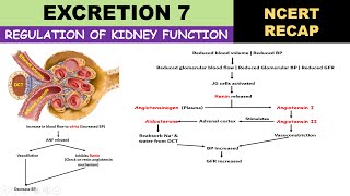 Excretion 7  Regulation of kidney function  Renin angiotensin mechanism  ADH  ANF  Vasopressin [upl. by Cochran]