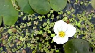 Frogbit Hydrocharis morsusranae  20120819 [upl. by Wheaton615]