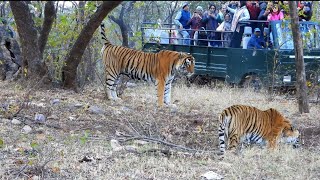 ranthambore national park  ranthambore [upl. by Tullusus]