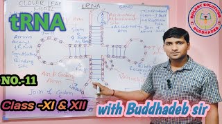 Structure amp functions of tRNAClover Leaf ModelviralBBSbiologysolutionsyoutubeshortstrending [upl. by Benji800]