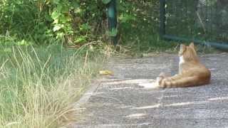 Gato amarelo pássaros cantando meu jardim minha árvore [upl. by Felix]