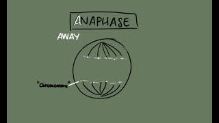 Mitosis  Interphase Prophase Metaphase Anaphase and Telophase [upl. by Ruthy469]