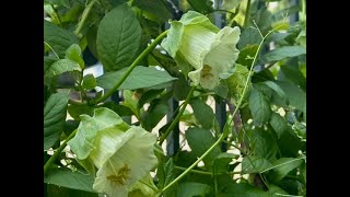 Another 1010 plant  Cobaea scandens Alba [upl. by Htidirem]