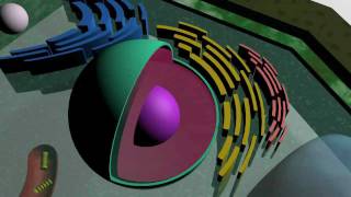 Plant Anatomy and Embryology  Endosperm  Embryo Relationship  S Chand Academy [upl. by Iretak612]