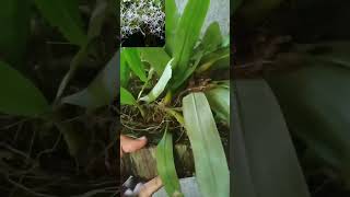 anggrekspesies bulbophyllum laxiflorum165rbterjual rawatan lamaa 😍 [upl. by Aldwon403]