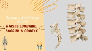 Anatomie amp Ostéologie du Rachis Lombaire  Sacrum  Coccyx [upl. by Arytas264]