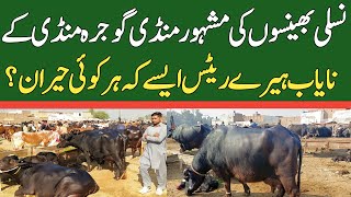 Today Gojra Maweshi Mandi  Buffalo Fresh Rates Update  Buffalo Mandi [upl. by Notgnirrab]