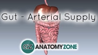 Blood Supply to the Gut Introduction  Part 1 Arterial Supply [upl. by Omer]