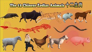 12 Chinese Zodiac Animals十二生肖 [upl. by Lenee782]