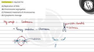 Centromere is required for [upl. by Ikkaj]