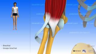 Muscle brachial ou brachial antérieur [upl. by Seena67]