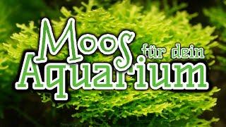 Moose für dein Aquarium  Aquarienpflanzen [upl. by Kcirdec]