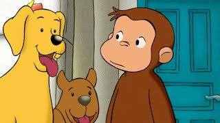 I cani amici di George 🐵 Curioso Come George 🐵 Cartoni per Bambini [upl. by Yral]