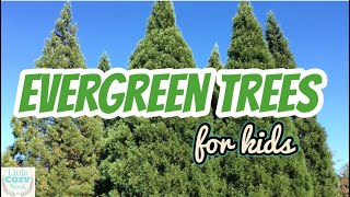 🌲 Evergreen Trees 🌲  EDUCATIONAL Video for Kids [upl. by Rohclem96]