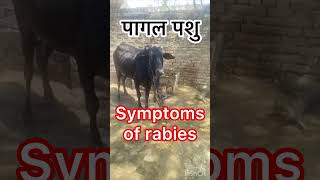 Symptoms of rabies l dr Umar Khan [upl. by Dimmick744]