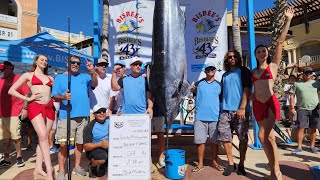 Rocky Mountain Hookers weigh a 501 lb Blue Marlin at the Bisbees Black and Blue [upl. by Kati798]