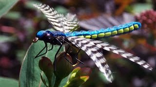 Realistic Adult Dragonfly fly tying class by Ruben Martin [upl. by Etirugram]