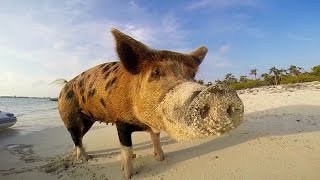 GoPro Pig Island [upl. by Elleda]