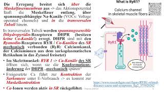 Muskelrelaxantien II Depolarisierende MR [upl. by Andrien]