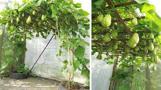 Amazing  Ideas Growing chayote at home with recycled tires [upl. by Laira131]