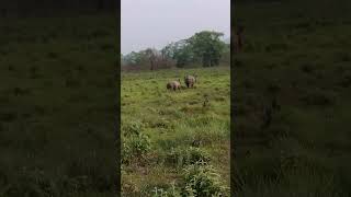 chitwan national park [upl. by Enneiluj688]